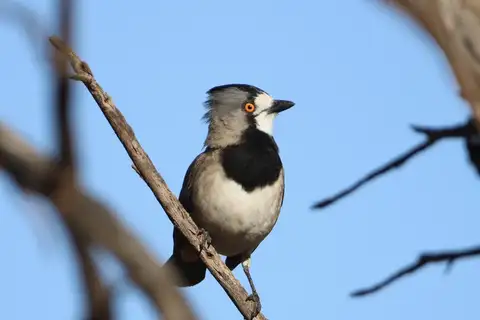 Crested Bellbird