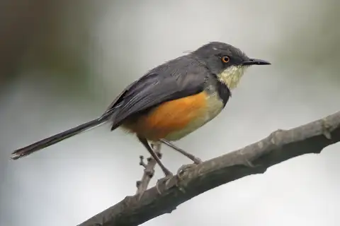 Black-collared Apalis