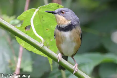 Rwenzori Apalis