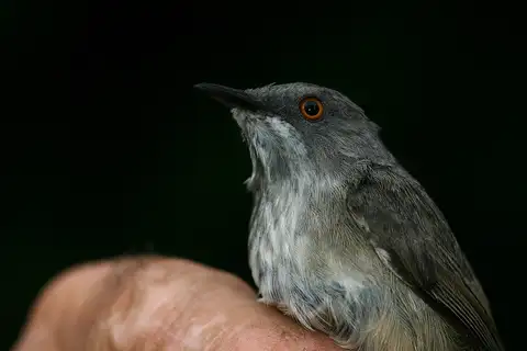 Roberts's Warbler
