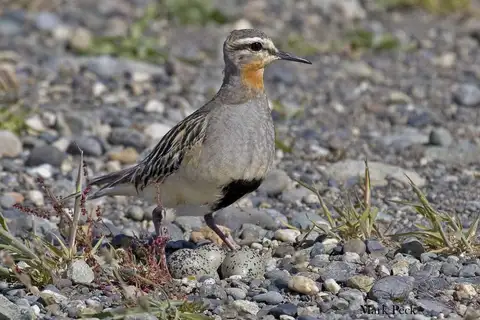 Tawny-throated Dotterel