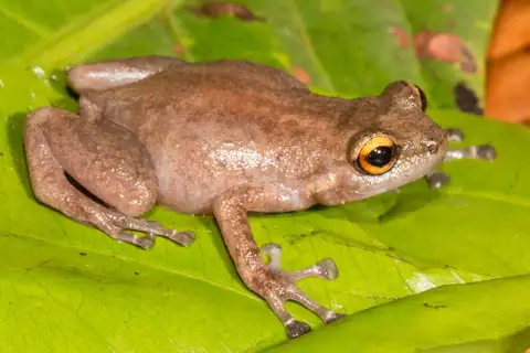 Unicoloured Cross Frog
