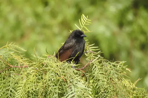 Bolivian Blackbird