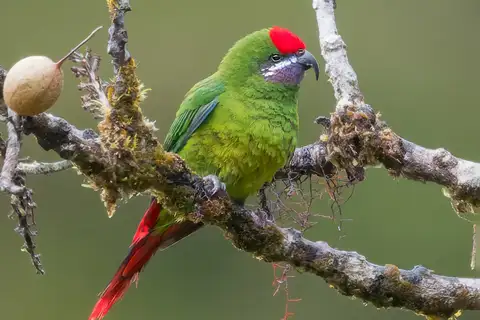 Plum-faced Lorikeet