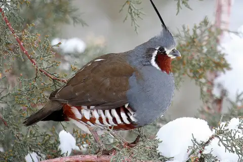 Mountain Quail
