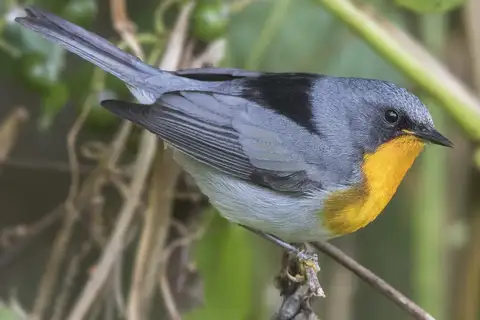 Flame-throated Warbler