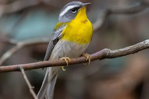 Crescent-chested Warbler