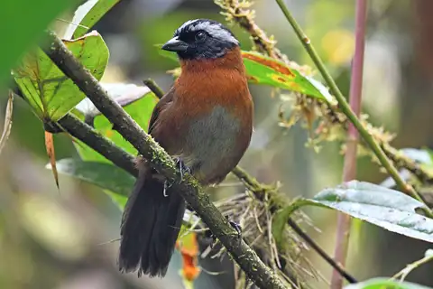 Tanager Finch