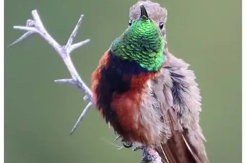 Wedge-tailed Hillstar