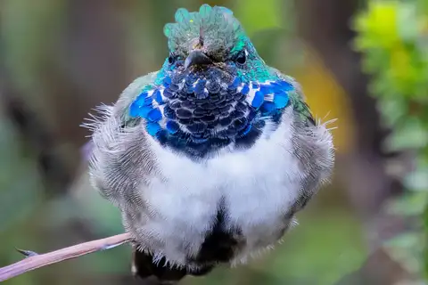 Blue-throated Hillstar