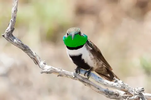 White-sided Hillstar