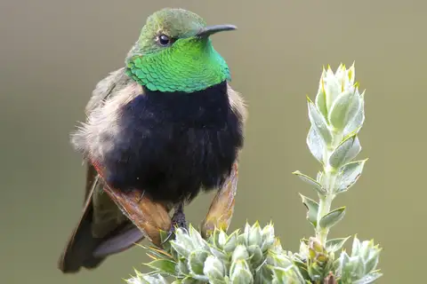 Black-breasted Hillstar