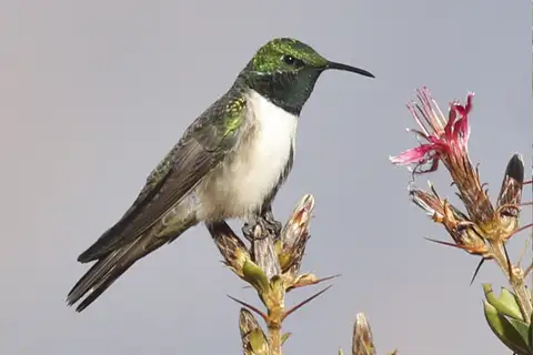 Green-headed Hillstar
