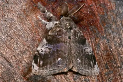 Definite Tussock Moth