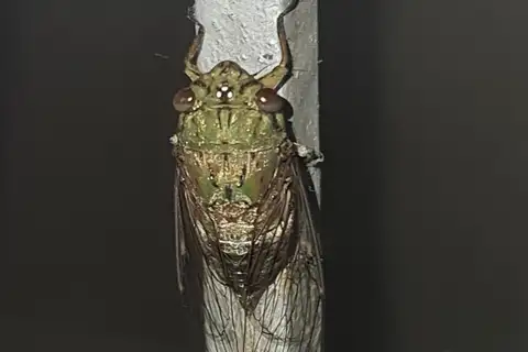 Evening Green Cicada