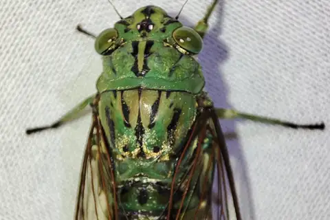 Orientopsaltria musicus