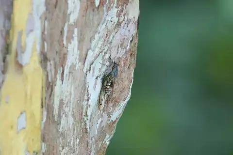 Orientopsaltria padda