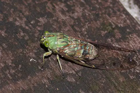 Orientopsaltria phaeophila