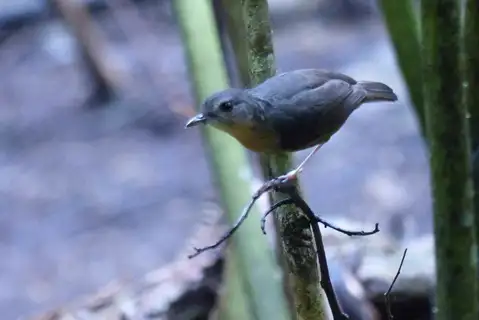 Rusty Mouse-warbler