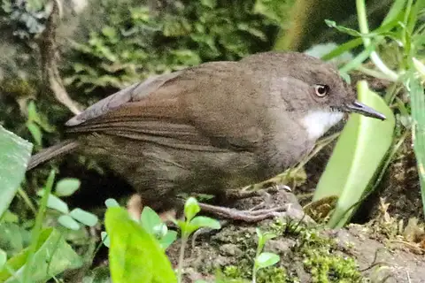Mountain Mouse-warbler