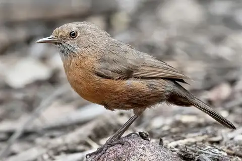 Rockwarbler