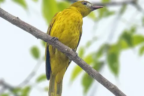 White-lored Oriole