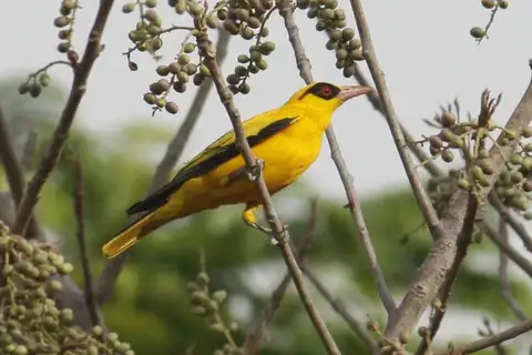 African Golden Oriole