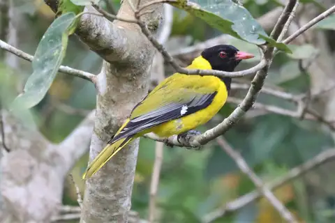 Western Oriole