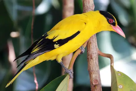 Black-naped Oriole