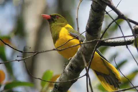 Green-headed Oriole