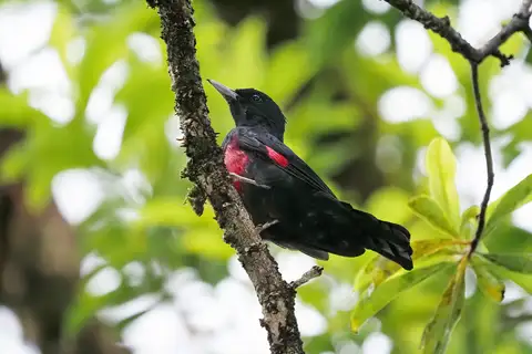 Black-and-crimson Oriole