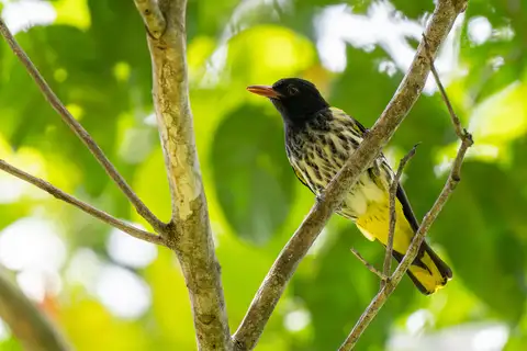 Ventriloquial Oriole