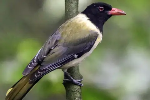 Sao Tome Oriole