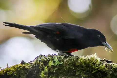 Javan Oriole