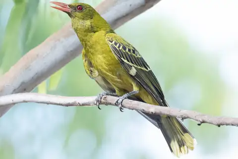 Green Oriole