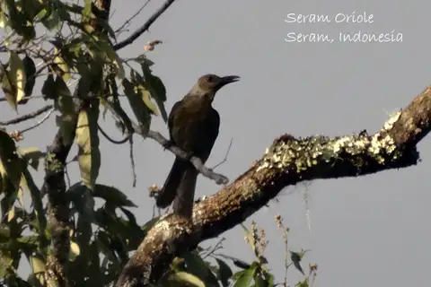Grey-collared Oriole