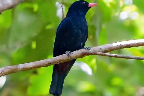 Black Oriole