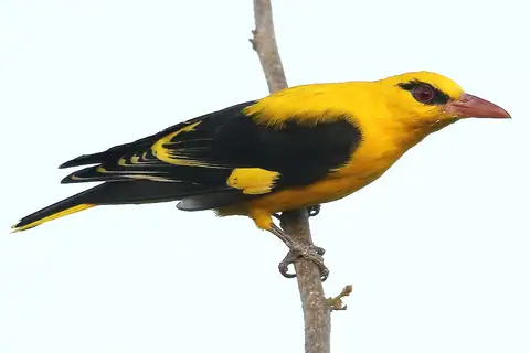 Indian Golden Oriole