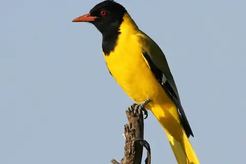 Black-headed Oriole