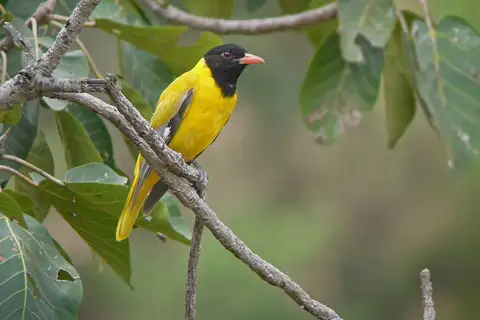 Ethiopian Oriole