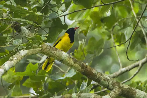 Black-winged Oriole
