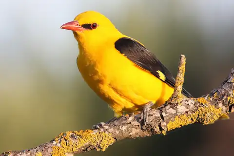 Eurasian Golden Oriole