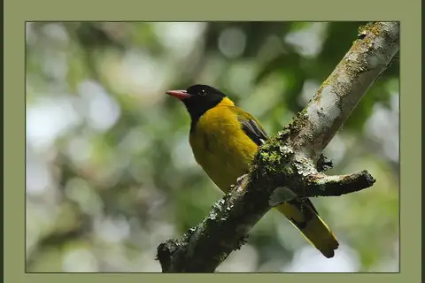 Mountain Oriole