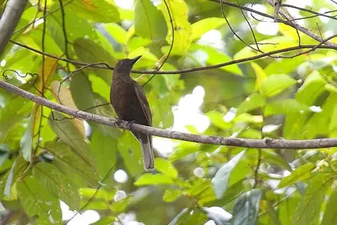 Dusky-brown Oriole