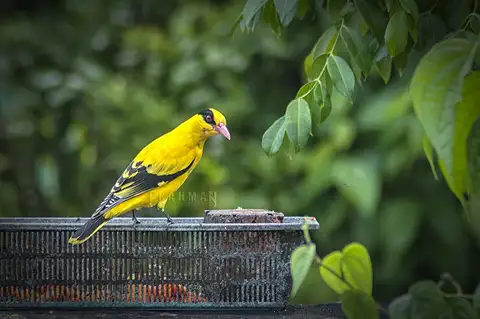 Slender-billed Oriole