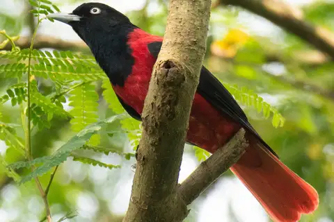 Maroon Oriole
