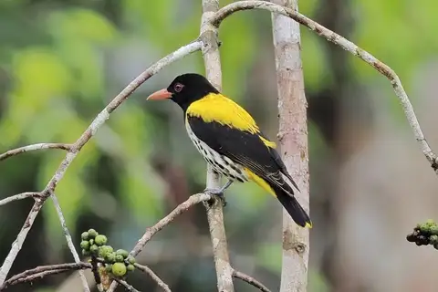 Dark-throated Oriole