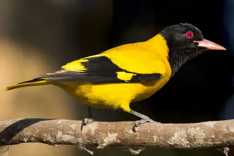 Black-hooded Oriole