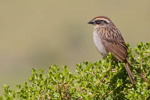 Striped Sparrow
