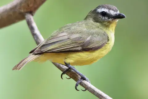 Brown-capped Tyrannulet